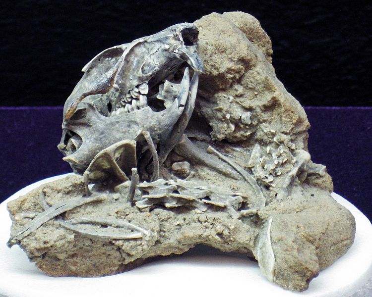 Spermophilus richardsonii (fossil ground squirrel)