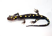 Spotted Salamander.jpg