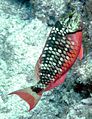 Stoplight parrotfish Pickles Reef
