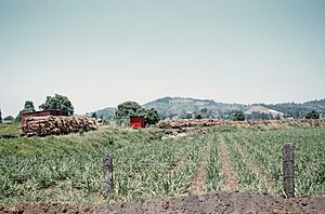 Sugar cane plantation near Murwillumbah, November 1961