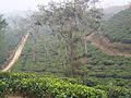 Tea Estate Srimangal 3