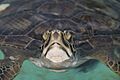 The Green Sea Turtle By Carole Robertson