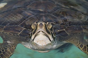 The Green Sea Turtle By Carole Robertson