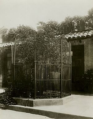 The first navel orange tree in California replanted here by President Theodore Roosevelt, ca.1910 (CHS-5239)