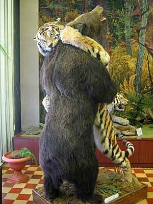 Tiger and bear, Arsenev Regional History Museum (Vladivostok, 2004)