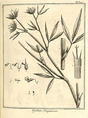 Trifolium guianense Aublet 1775 pl 309.jpg