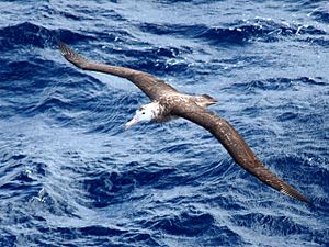 Tristan Albatross (1)