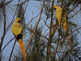 Two parrots at parrot bird sanctuary, Chandigarh, India