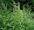 Urtica dioica06 ies