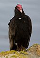 Urubu a tete rouge - Turkey Vulture
