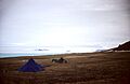 Ward Hunt Island, Ice Shelf 01