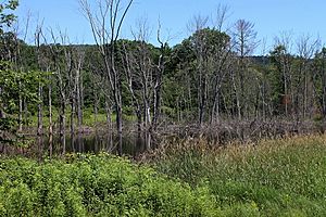 Wetland near the headwaters of Stony Brook 5