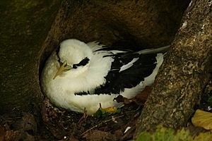 White-tailed Tropicbird - Phaeton lepturus.jpg