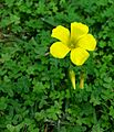 Wiki20140113-Oxalis-pes-caprae1