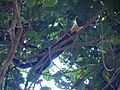 Yellow-throated Marten (14182484462)