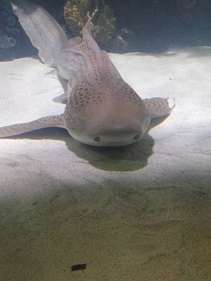 Zebra Shark at Dallas Children's Aquarium