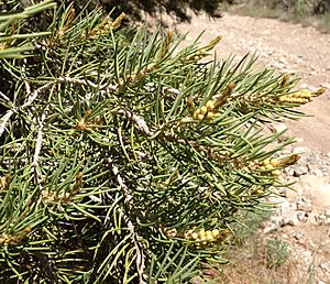 2013-06-27 14 56 57 Single-leaf Pinyon pollen cones on Spruce Mountain, Nevada