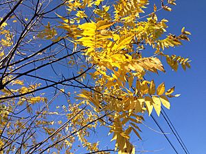 2014-10-30 10 16 45 Black Walnut foliage during autumn along Fireside Avenue in Ewing, New Jersey