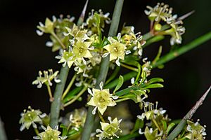 Adolphia californica Flowers.jpg