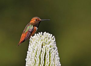 Allen's Hummingbird Guarding Flower Patch.jpg