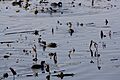 AmericanCootFeedTrempealeauNationalWildlifeMississippiRiver