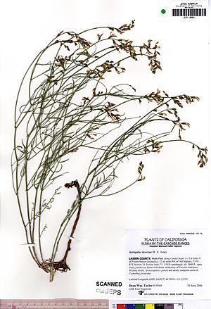 Astragalus inversus JEPS109851 (4495100313).jpg