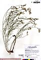 Astragalus inversus JEPS109851 (4495100313)