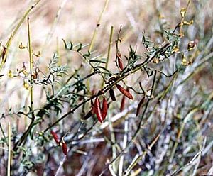Astragalusjaegerianus.jpg