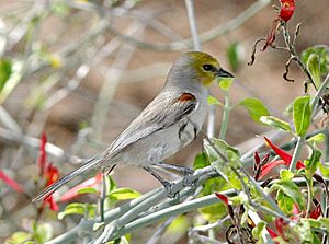 Auriparus flavicepsPCCA20050310-5817B
