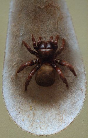 AustralianMuseum spider specimen 41