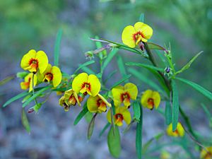 Bacon and egg plants flowers.jpg