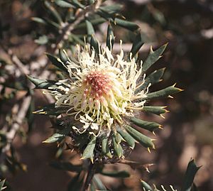 Banksia carlinoides (2).jpg