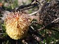 Banksia scabrella flwr windfarm email