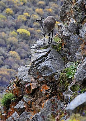 Bharal, Himalayan blue sheep In Tibet
