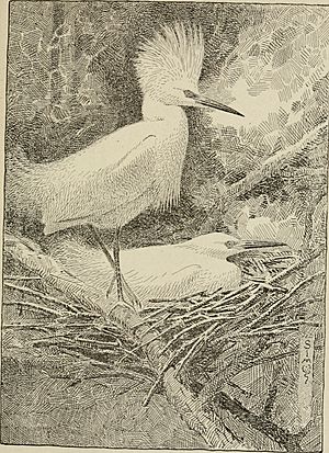 Bird stories (1921) (20198740369)