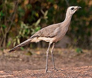 Black-legged seriema crop.jpg