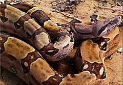 Boa Constrictor Facts For Kids