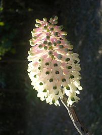 Bottlebrush Orchid flower
