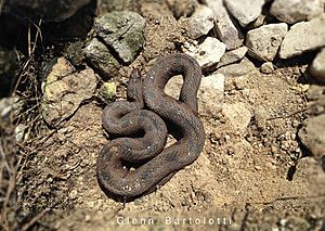 Brown water snake (Nerodia taxispilota) Central Florida