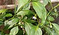 Buds and flowers of chili plants