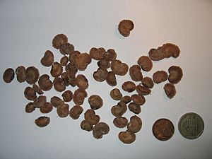 Camucamu seeds