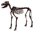 Canis dirus Skeleton 2