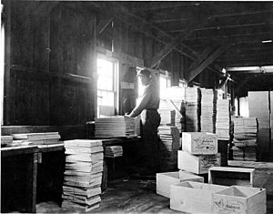 Cannery worker making boxes, Clarks Point, Nushagak Bay, Alaska, 1918 (COBB 120)