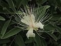 Capparis lasiantha flower