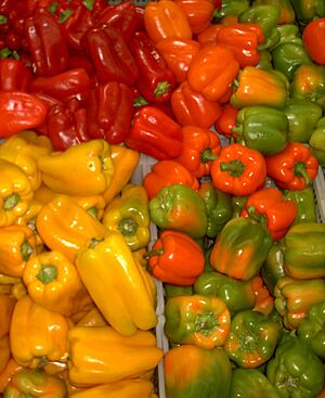 Capsicum1
