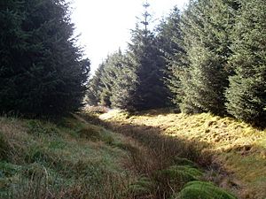 Carsgailoch Spring - geograph.org.uk - 1516279