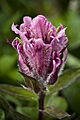 Castilleja elegans (6186486989)