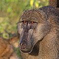 Chacma baboon (Papio ursinus griseipes) female head