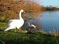 Charlton's Pond Nature Reserve - geograph.org.uk - 90442