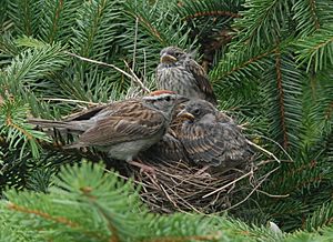 Chipping Sparrow with nestlings